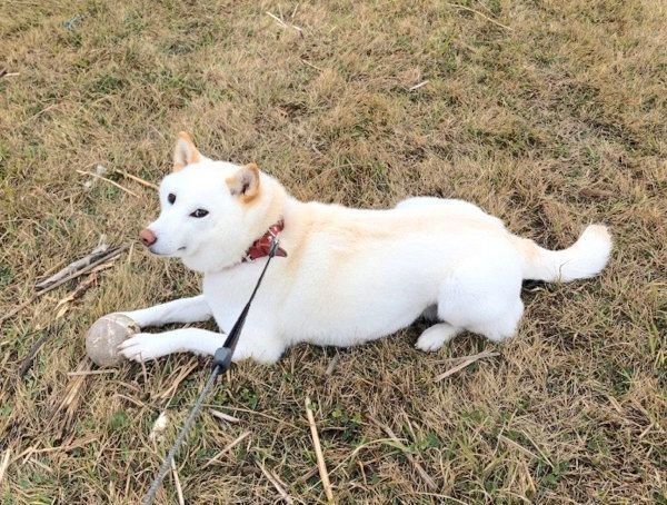 伏せをするチョビちゃん