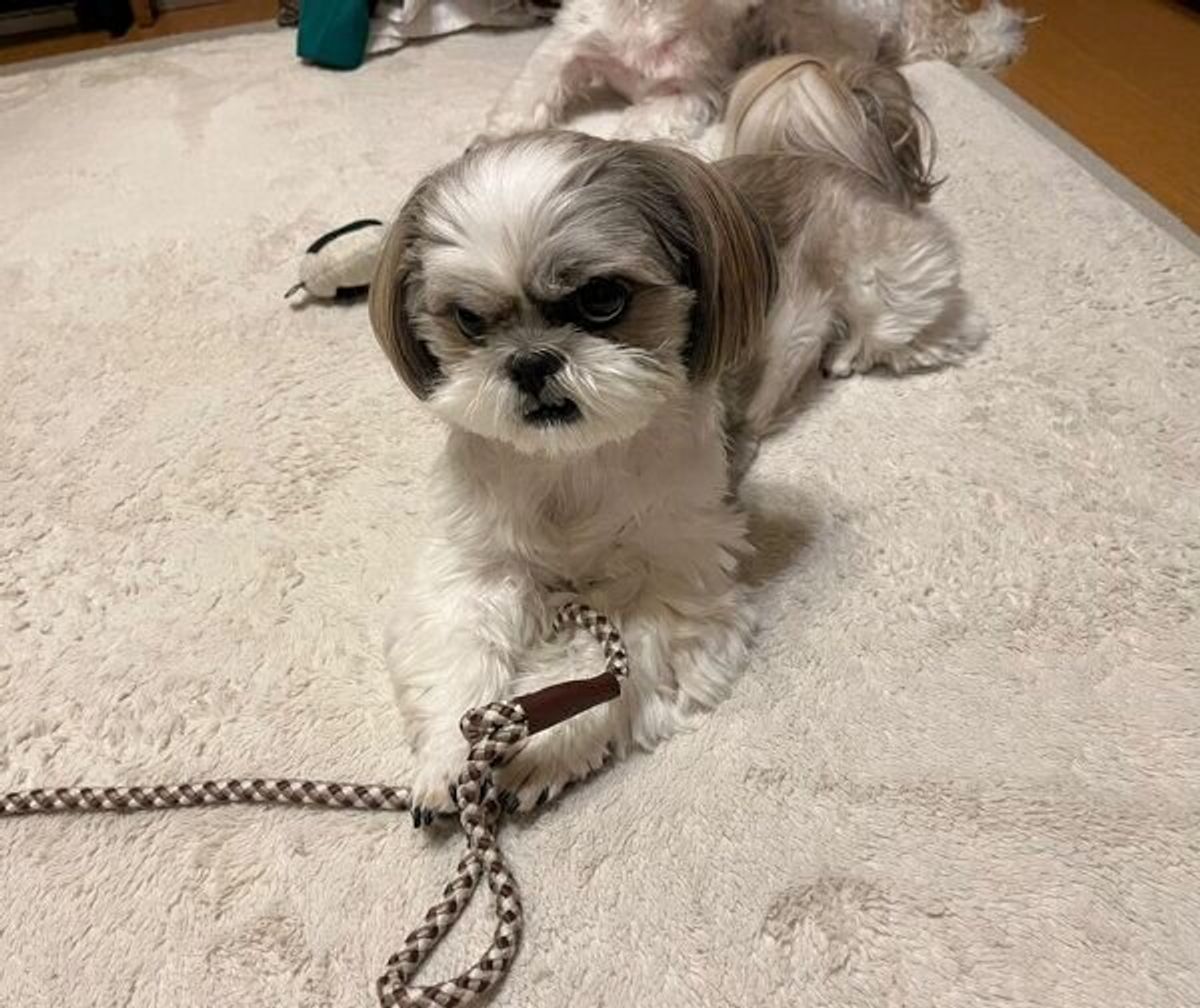 散歩に行きたくなるとリードを持ってくる犬 怒った表情なのはなぜ 真相を飼い主に聞いた いぬのきもちweb Magazine 散歩に行きたくなるとリードを持ってくる犬 怒った表情なのはなぜ 真相を飼い主に聞いた いぬのきもちweb Magazine