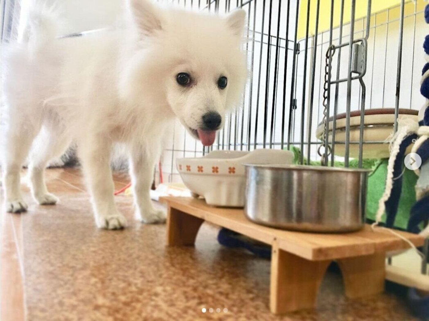 100均の材料で手作り おしゃれな 犬用食器台 をご紹介 いぬのきもちweb Magazine 100均の材料で手作り おしゃれな 犬用食器台 をご紹介 いぬのきもちweb Magazine