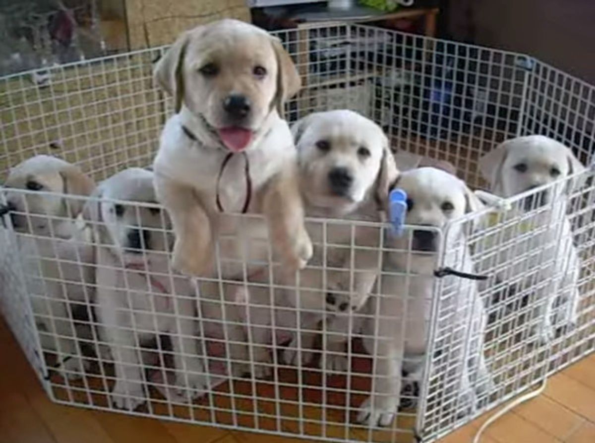 その手があったか 子犬が脱走する 決定的瞬間がこちら ゚ ゚ いぬのきもちweb Magazine その手があったか 子犬が脱走する 決定的瞬間がこちら ゚ ゚ いぬのきもちweb Magazine