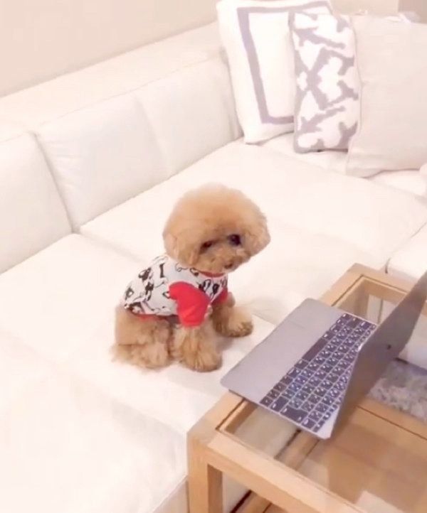 動画を見るトイ・プードル