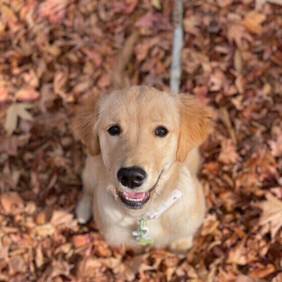 ゴールデン・レトリーバー　紀伊　笑顔