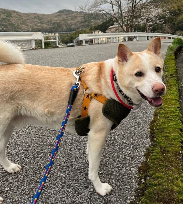お散歩を楽しんでいる犬