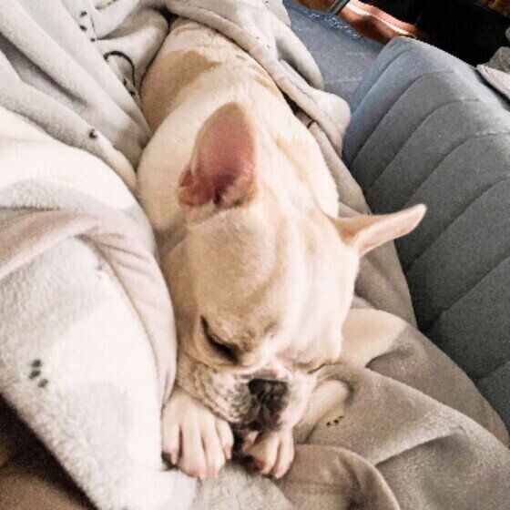 フレンチ・ブルドッグのうるちゃん