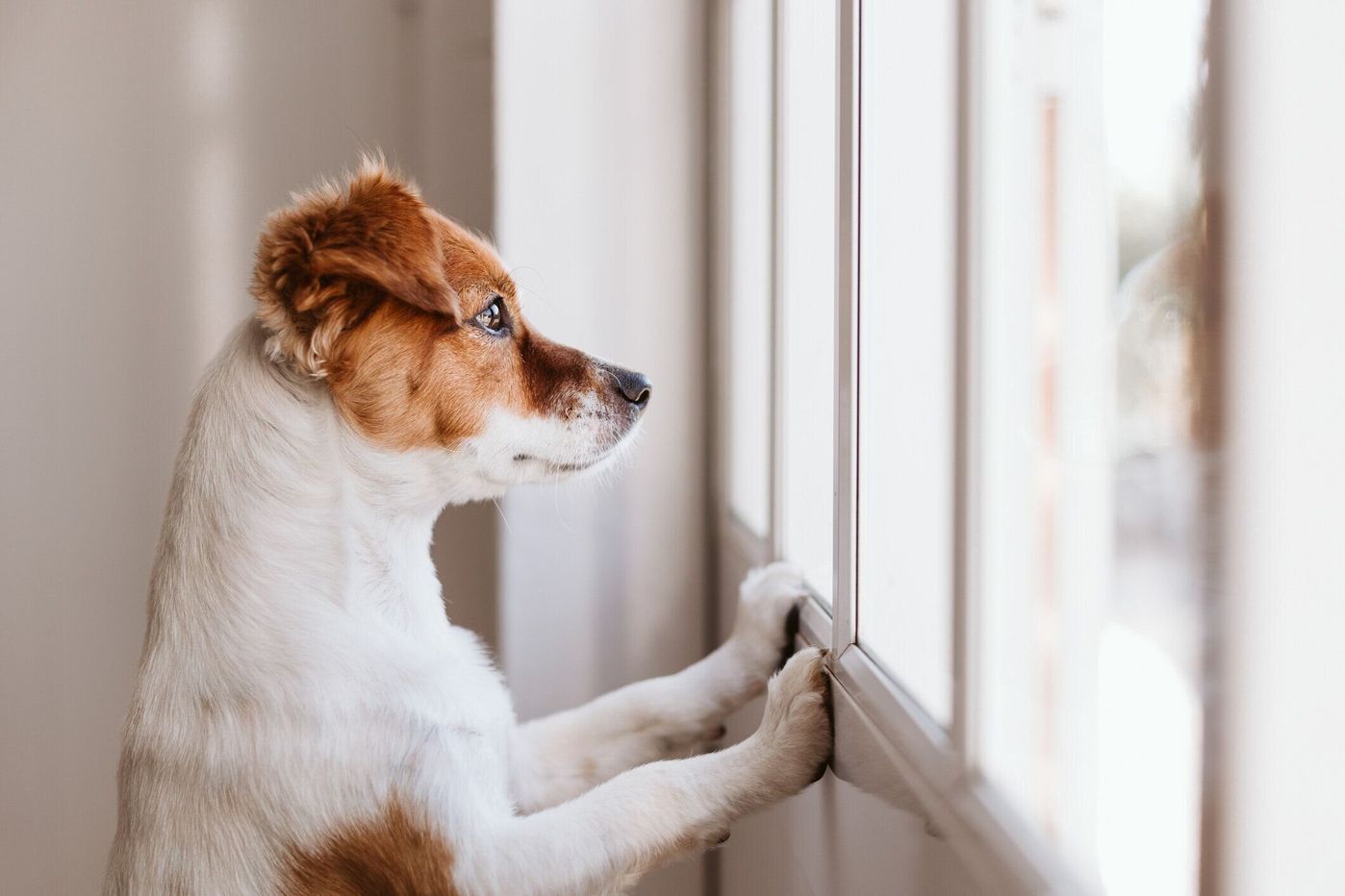 獣医師監修 犬が食糞する原因は 急にするようになったときや多頭飼いの場合の対処など いぬのきもちweb Magazine 獣医師監修 犬が食糞する原因は 急にするようになったときや多頭飼いの場合の対処など いぬのきもちweb Magazine