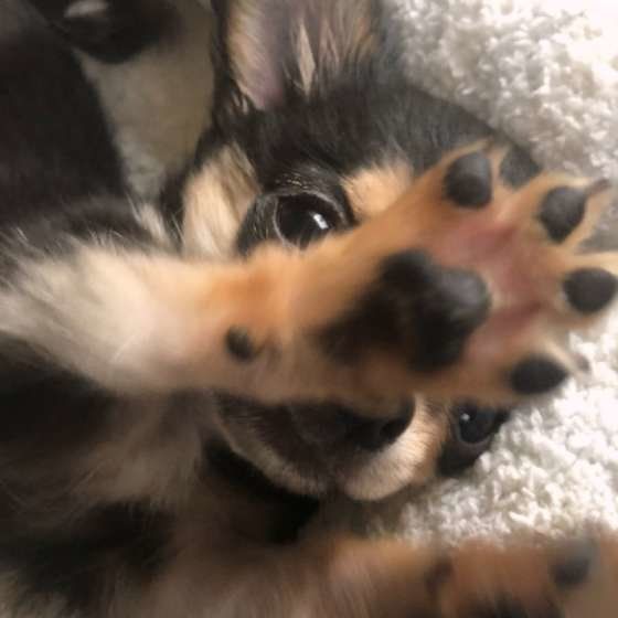 肉球を見せるチワワ