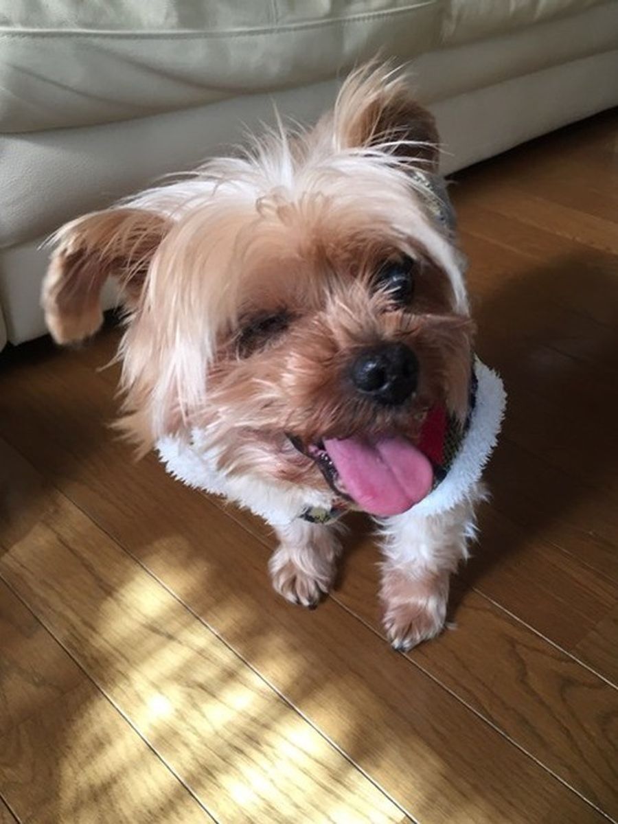 愛犬のウインクやまばたき もしかしたらクセじゃなくて病気かも いぬのきもちweb Magazine 愛犬のウインクやまばたき もしかしたらクセじゃなくて病気かも いぬのきもちweb Magazine