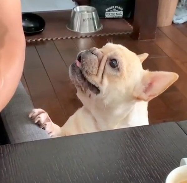 見つめるフレンチ・ブルドッグ