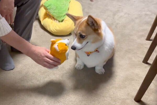 ぬいぐるみに嫉妬するはなちゃん