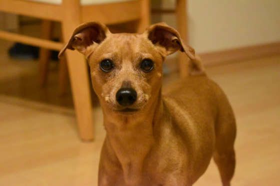 見つめるミニチュア・ピンシャー