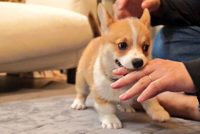 子犬時代のくるみちゃん