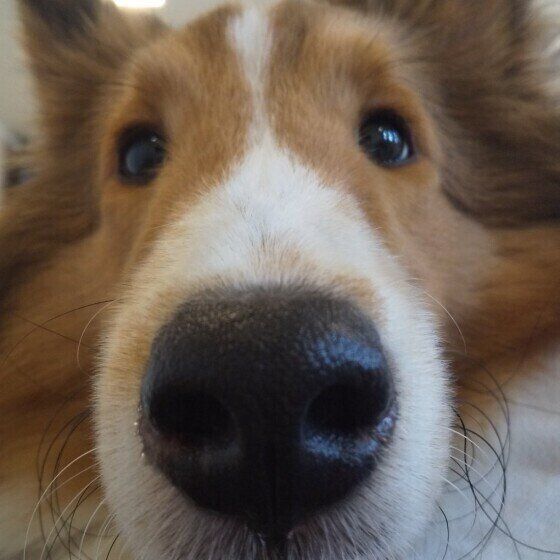 見つめるシェットランド・シープドッグ