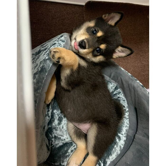 生後2カ月のころのあのんちゃん