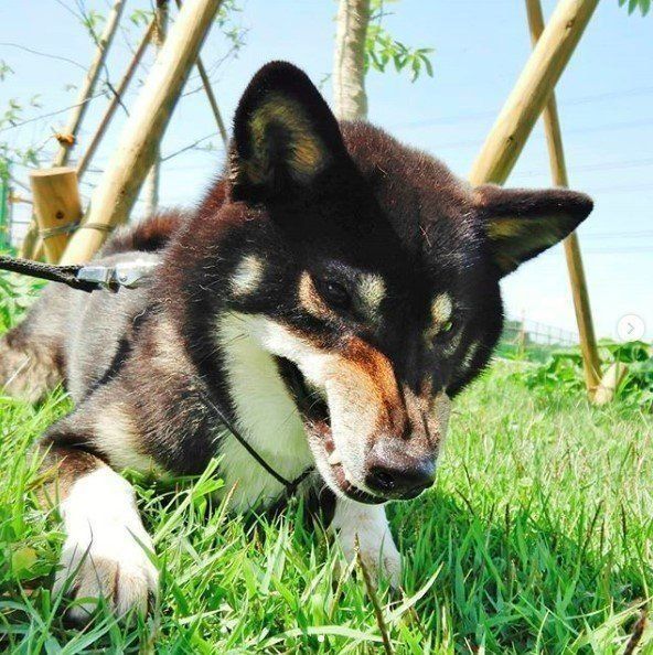 獣医師解説 怒ってるだけじゃない 犬が ムキ顔 をする理由とは いぬのきもちweb Magazine