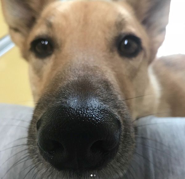 クワガタをガン見する犬