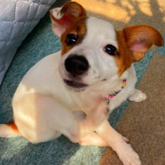 かゆい？ ストレス？ 犬が顔を掻く理由と対処法 いぬのきもち