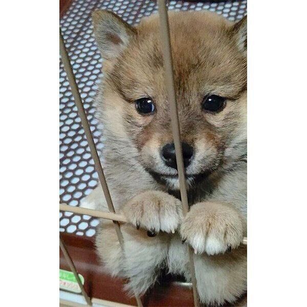 あざといポーズをするオルカちゃん