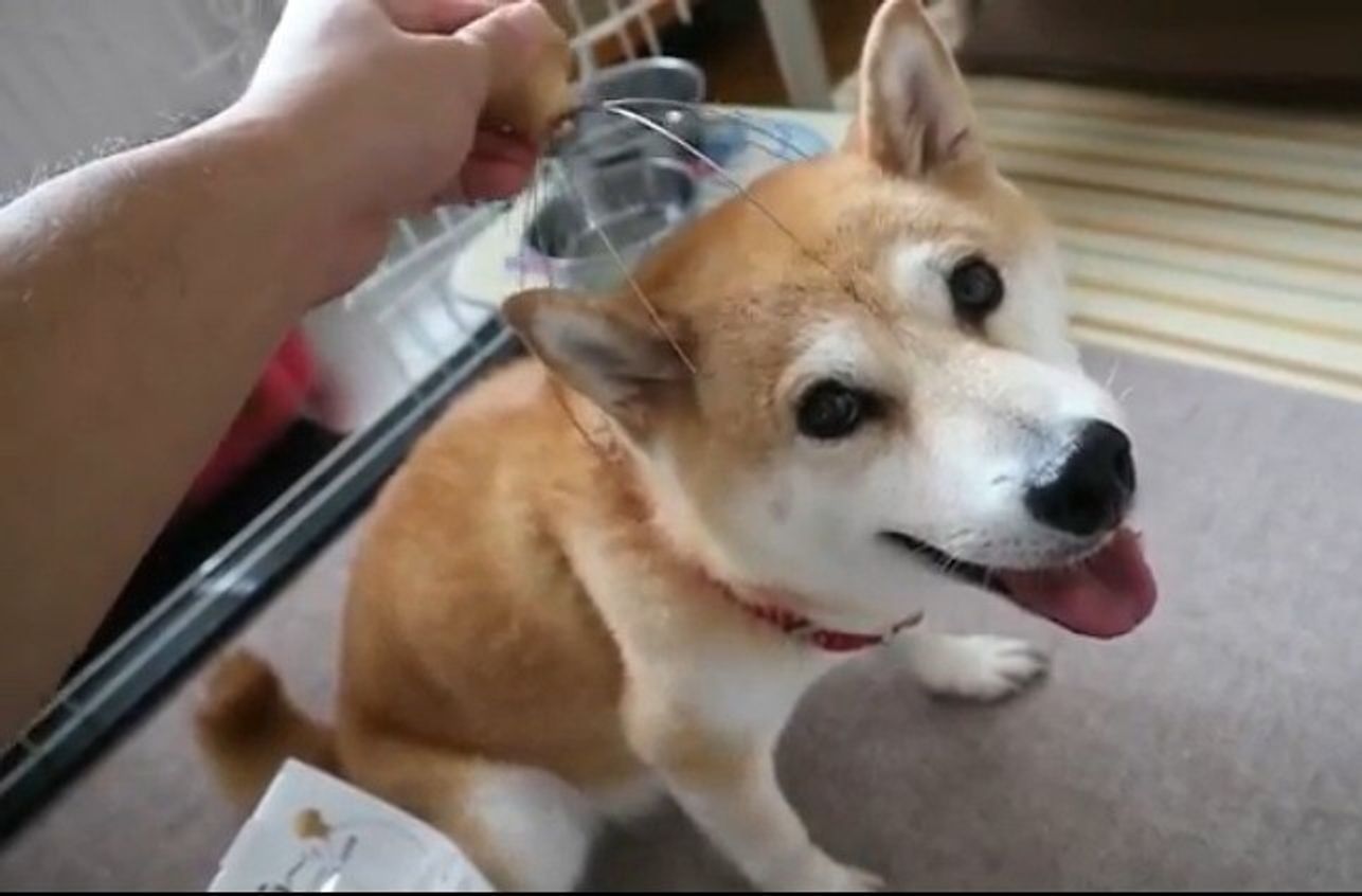 柴犬小春ちゃん 初めての頭皮マッサージにハマる いぬのきもちweb Magazine 柴犬小春ちゃん 初めての頭皮マッサージにハマる いぬのきもちweb Magazine