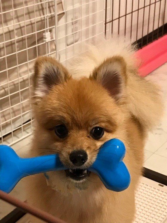 骨のおもちゃをがぶり、ポメラニアンのぽんず