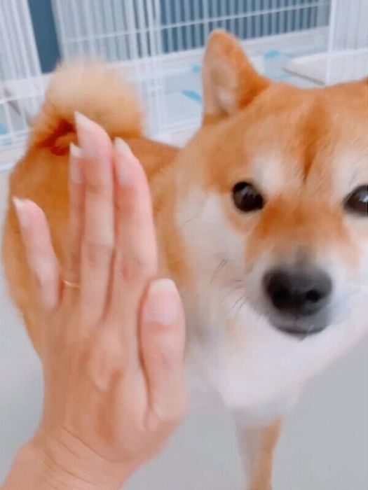 飼い主さんとタッチをするちくわくん