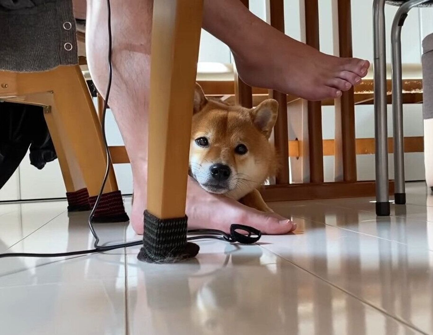 おとぼけ顔で足にあごのせする姿がとってもキュート な柴犬 いぬのきもちweb Magazine おとぼけ顔で足にあごのせする姿がとってもキュート な柴犬 いぬのきもちweb Magazine