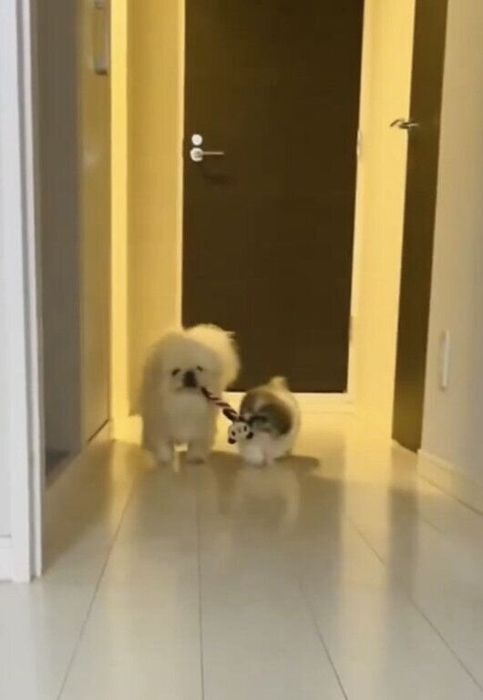 おもちゃをくわえて走ってくる愛犬たち