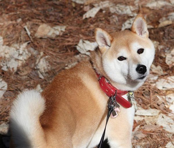 柴犬のちろちゃん