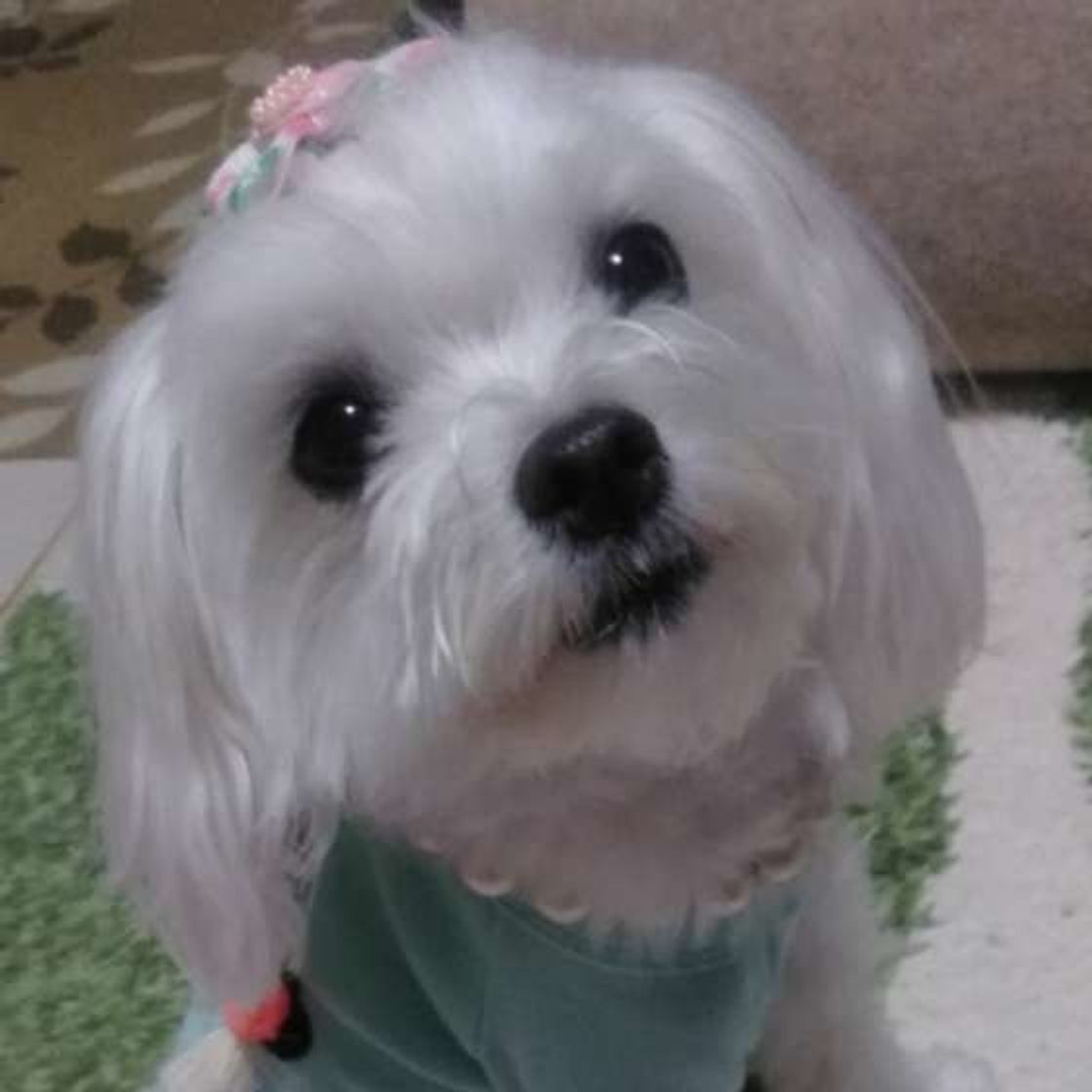 飼い主が考える以上かも 賢い犬の行動とその理由 いぬのきもちweb Magazine 飼い主が考える以上かも 賢い犬の行動とその理由 いぬのきもちweb Magazine