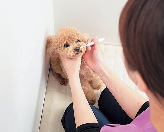 愛犬の歯みがき