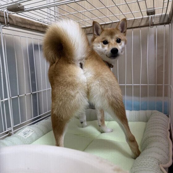 犬が床やケージ、ベッドなどをガリガリ掘る・ひっかく理由と対処法 いぬのきもち