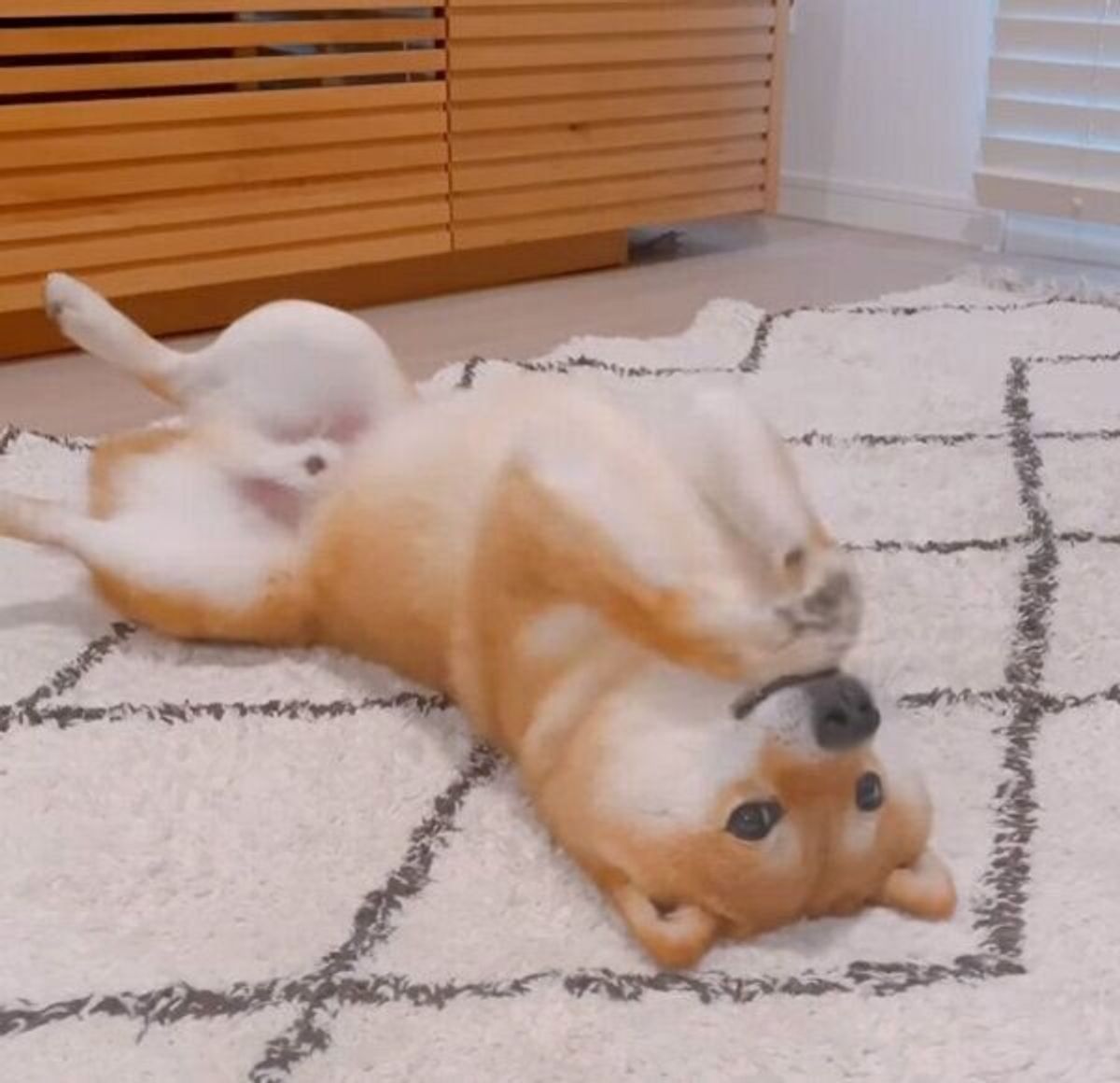 あそぼー と上手におねだり 豆柴が見せる可愛い行動に たまらん と反響 いぬのきもちweb Magazine あそぼー と上手におねだり 豆柴が見せる可愛い行動に たまらん と反響 いぬのきもちweb Magazine