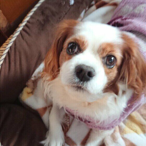 夢ちゃん（キャバリア・キング・チャールズ・スパニエル）
