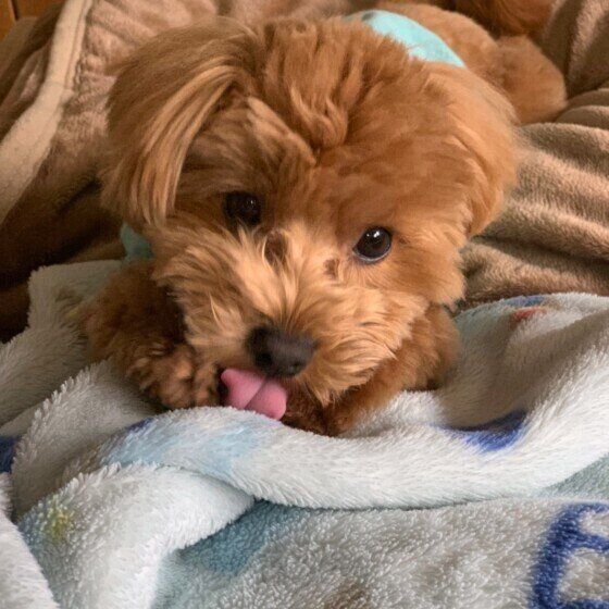 舌をペロペロする小型Mix犬