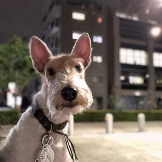 頑固で気が強い？！多頭飼いに向かない3つの犬種