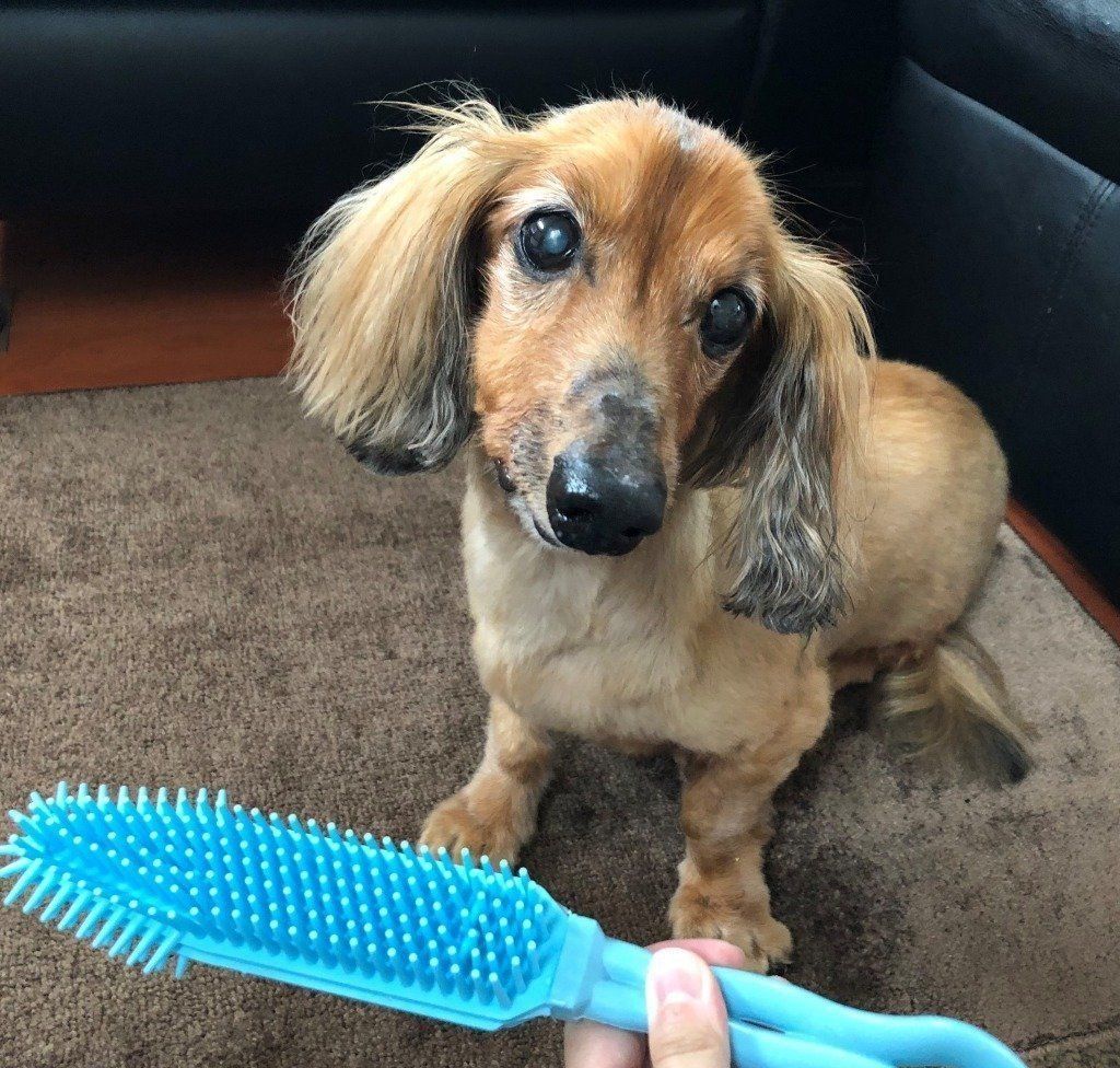 ダイソーのペットブラシと愛犬