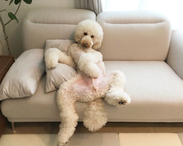 ソファでくつろぐスタンダード・プードル