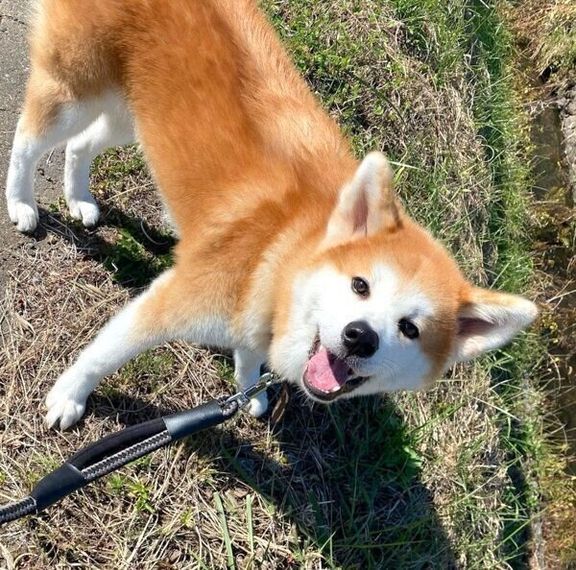 お散歩を楽しむ福くん