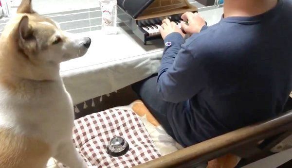 飼い主さんのピアノに合わせてベルを鳴らすチャムちゃん