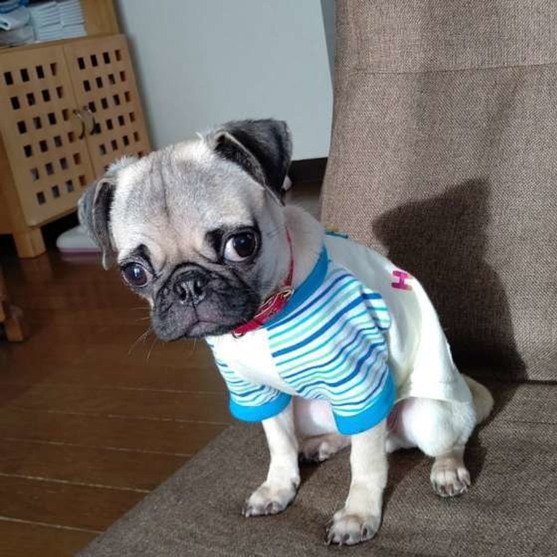 見た目は違っても意外と近い 犬種のルーツが面白い いぬのきもちweb Magazine 見た目は違っても意外と近い 犬種のルーツが面白い いぬのきもちweb Magazine