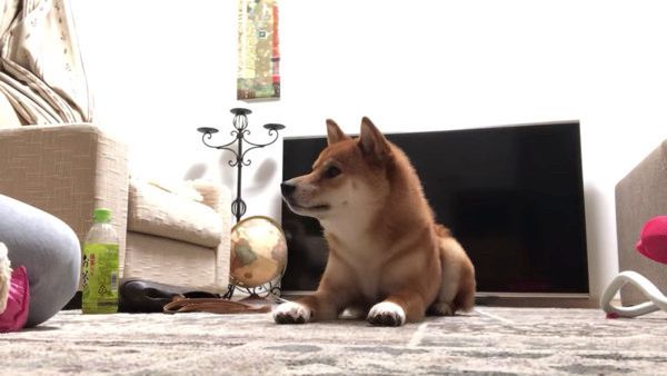 こんにちはの練習をする柴犬