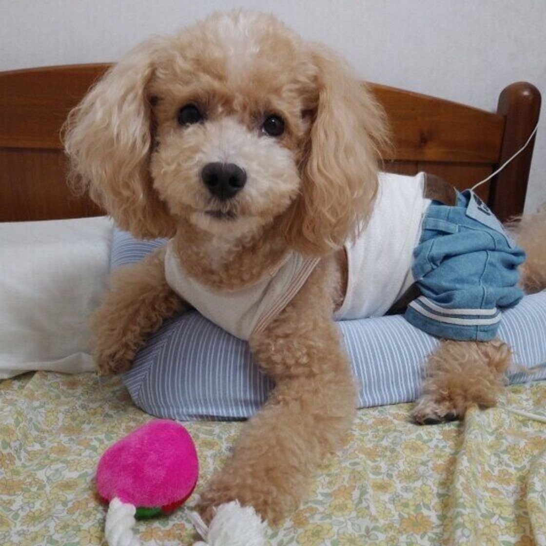 獣医師監修 犬の椎間板ヘルニアの原因とおうちでのケア いぬのきもちweb Magazine 獣医師監修 犬の椎間板ヘルニアの原因とおうちでのケア いぬのきもちweb Magazine