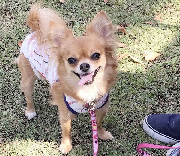 散歩するチワワ