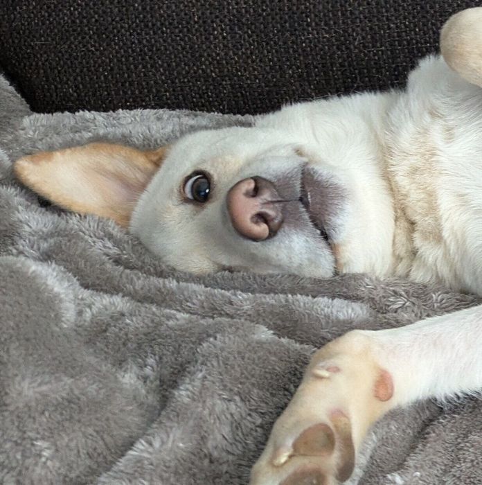 ソファに寝転がるヒノくん