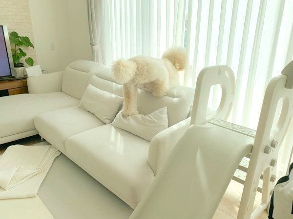 スタンダード・プードルのもずくちゃん