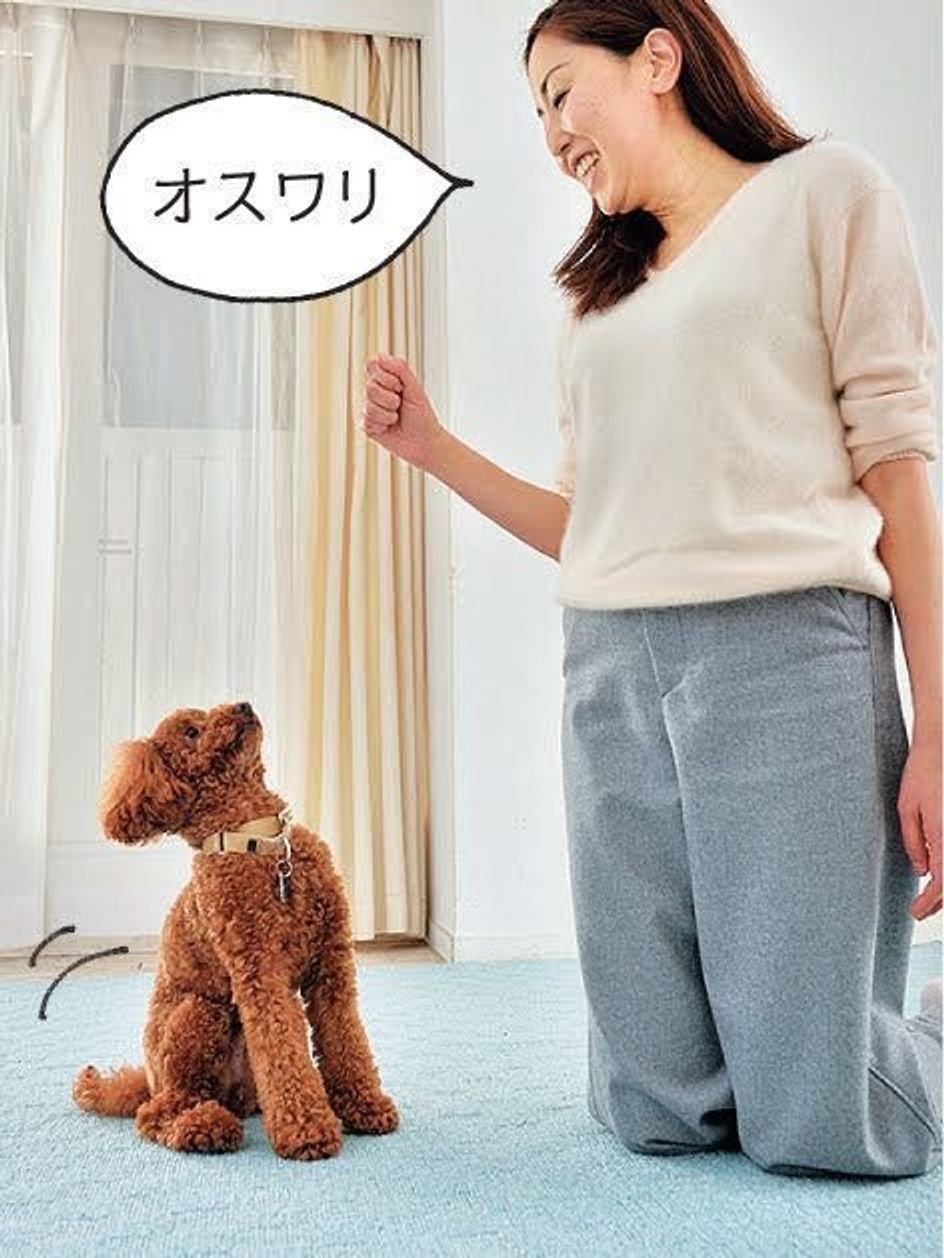 愛犬の運動不足を解消する 犬の筋トレ 愛犬もワクワク楽しめる いぬのきもちweb Magazine 愛犬の運動不足を解消する 犬の筋トレ 愛犬もワクワク楽しめる いぬのきもちweb Magazine