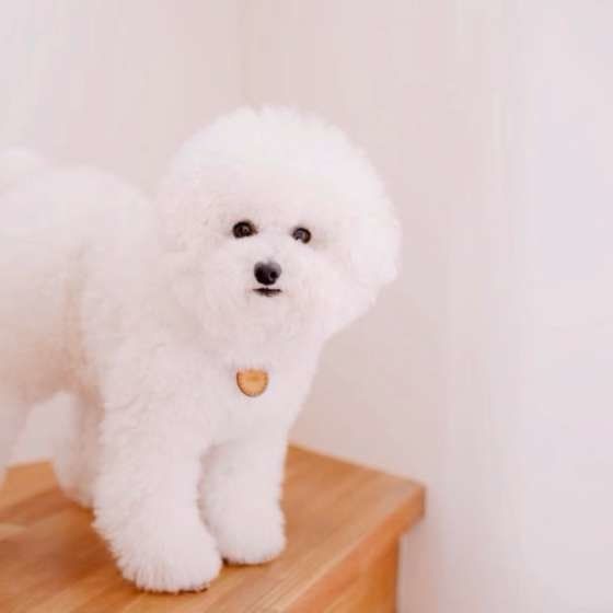 飼い主を見送るトイ・プードル