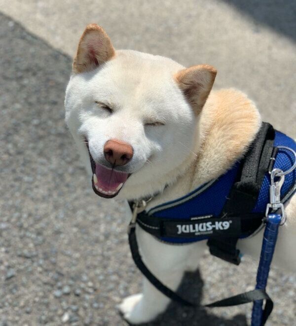 お散歩を楽しむハルくん