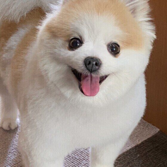 お出迎えするポメラニアン