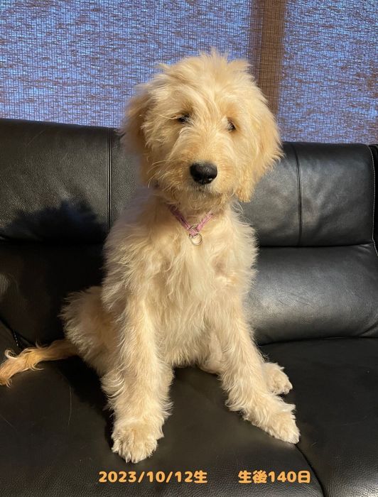 生後4カ月の犬