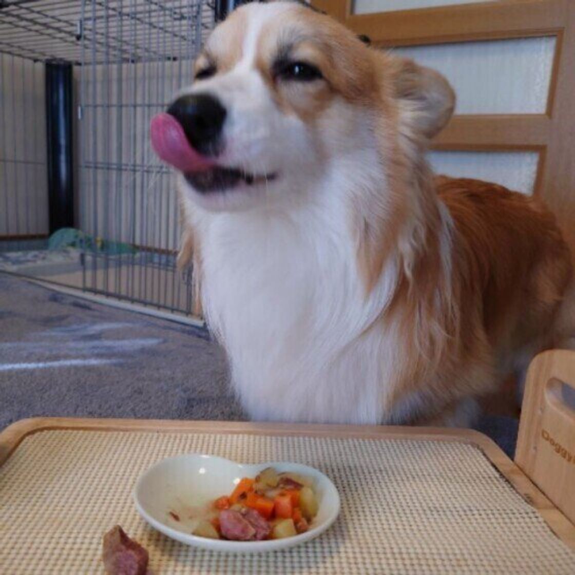 噛まずに飲み込んだり 犬の 早食い って大丈夫 体への影響や防止策を獣医師が解説 いぬのきもちweb Magazine 噛まずに飲み込んだり 犬の 早食い って大丈夫 体への影響や防止策を獣医師が解説 いぬのきもちweb Magazine